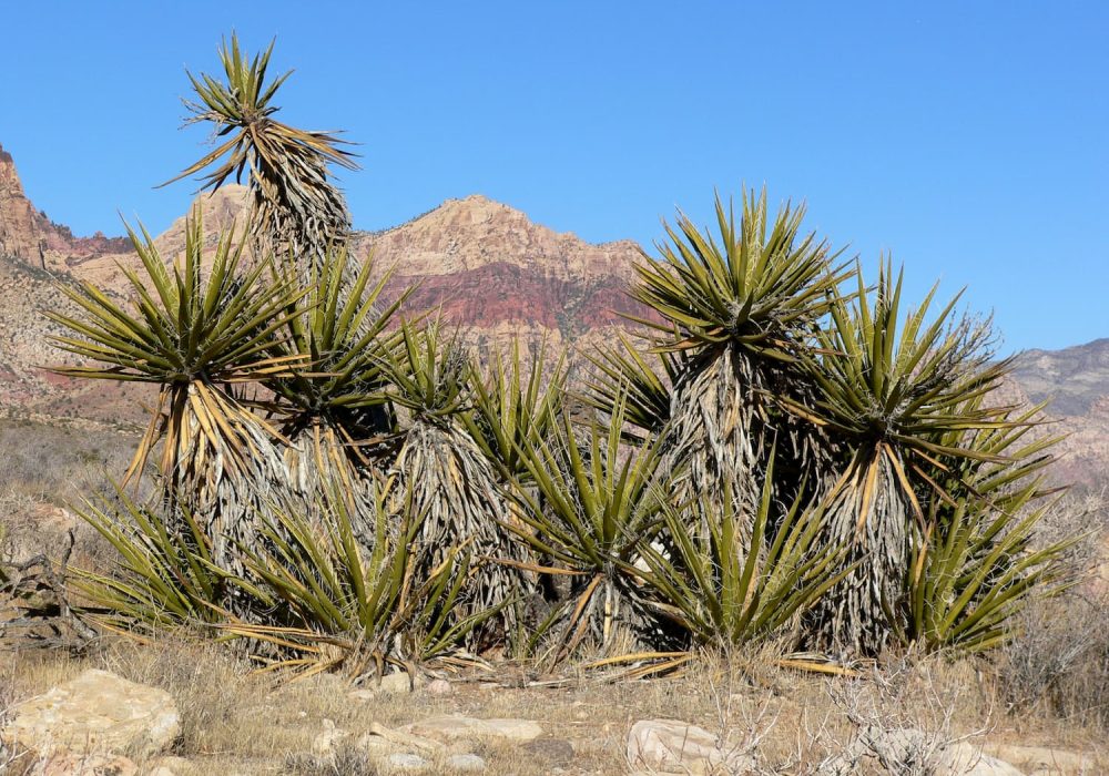 yucca_saponiny